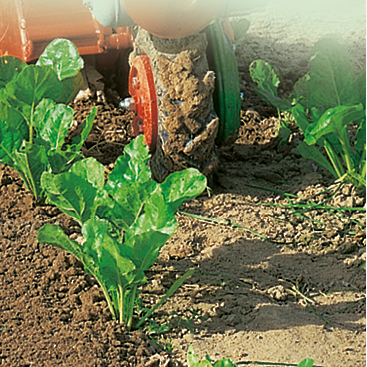 Perfekte Reihenkulturpflege