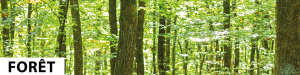 Forêt
